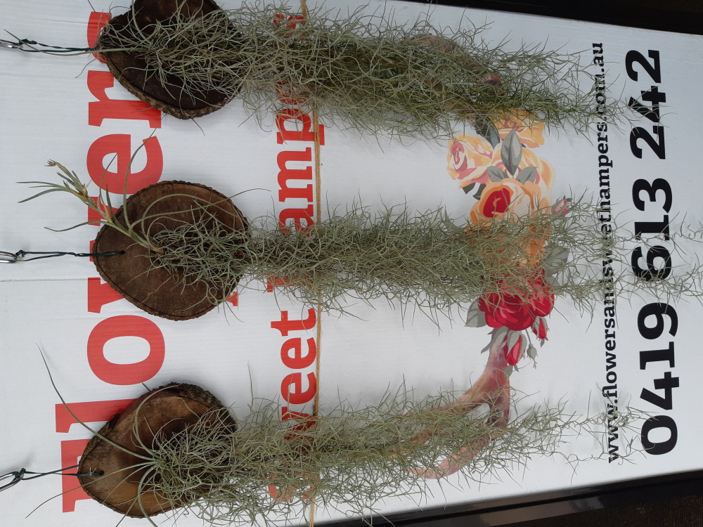 Air Plant (Halley`s Comet) and Spanish Moss on Board